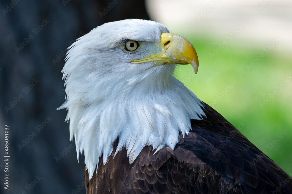 Obraz premium Captive Bald Eagle, also known as the American Eagle, Bald Eagle, White-headed Eagle, or American Eagle