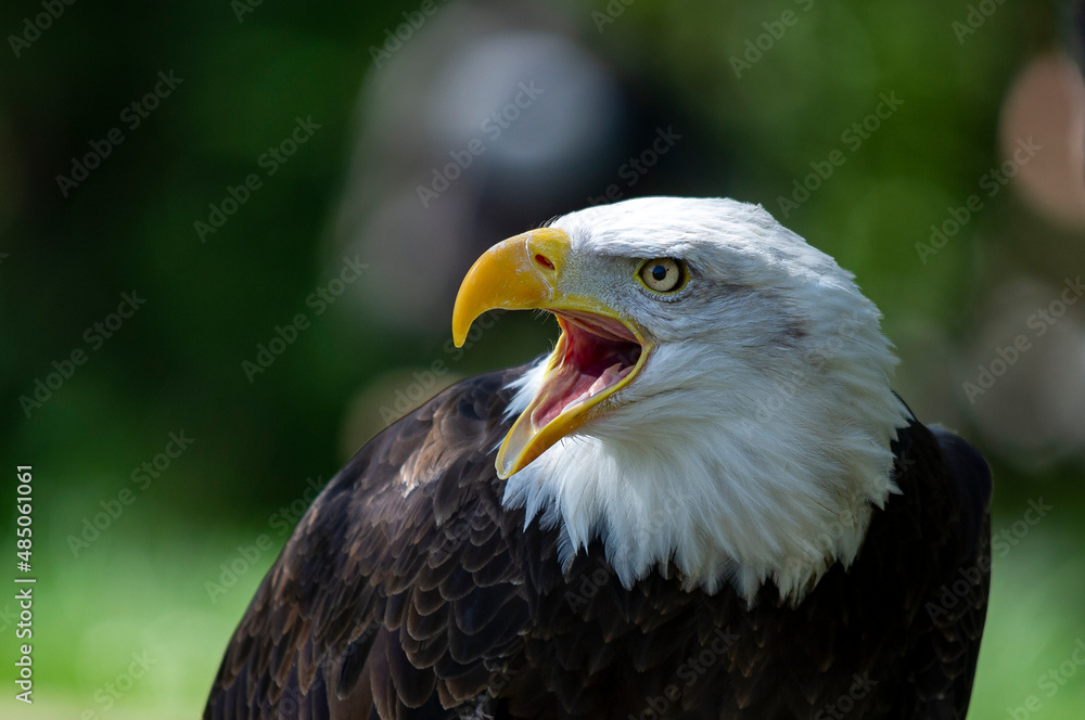 Obraz premium Captive Bald Eagle, also known as the American Eagle, Bald Eagle, White-headed Eagle, or American Eagle