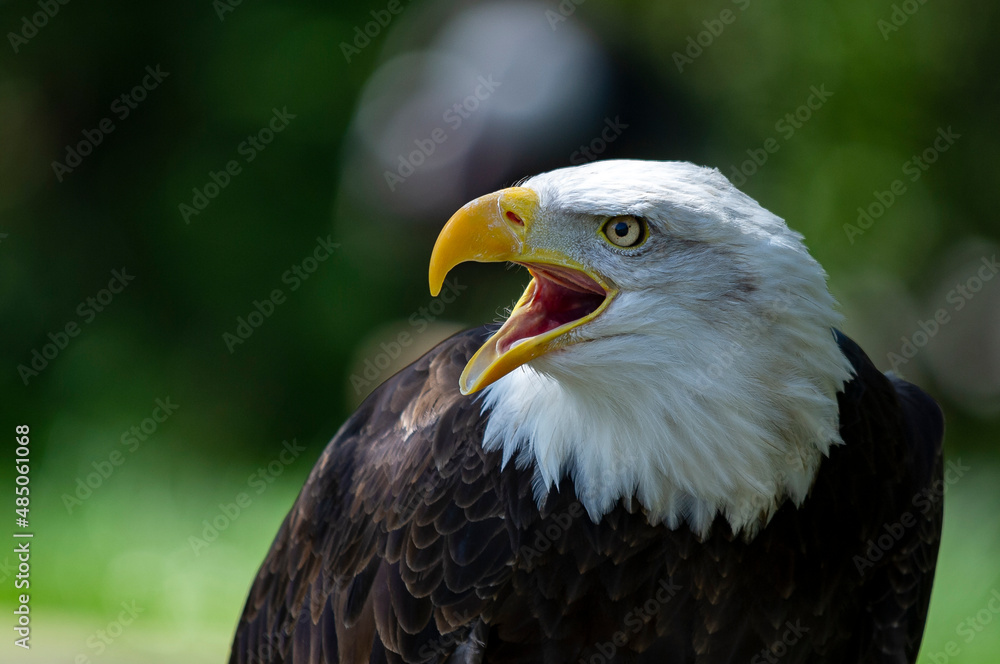 Captive Bald Eagle, also known as the American Eagle, Bald Eagle, White-headed Eagle, or American Eagle Captive Bald Eagle, also known as the American Eagle, Bald Eagle, White-headed Eagle, or American Eagle