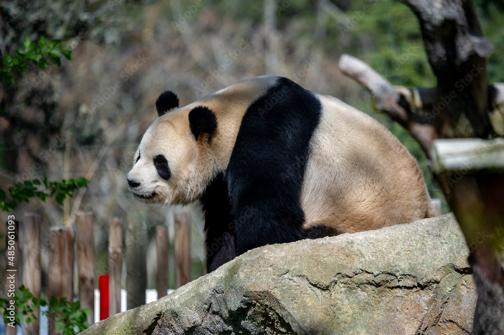 Panda bear, bred in captivity