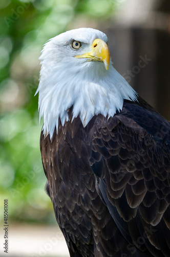 Captive Bald Eagle, also known as the American Eagle, Bald Eagle, White-headed Eagle, or American Eagle