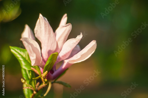 Pink beautiful magnolia flower in the spring garden, golden time, close-up on a dark blurred background. soft focus