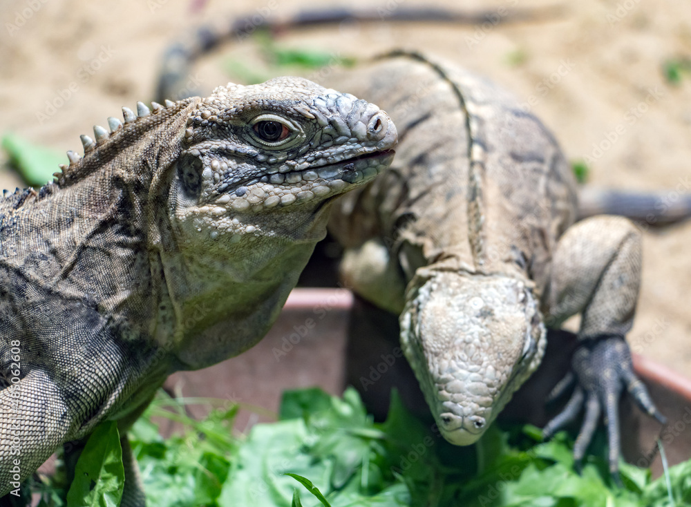 Fototapeta premium The Cuban rock iguana - Cuban ground iguana (Cyclura nubila) is feeding a green plant from a bowl