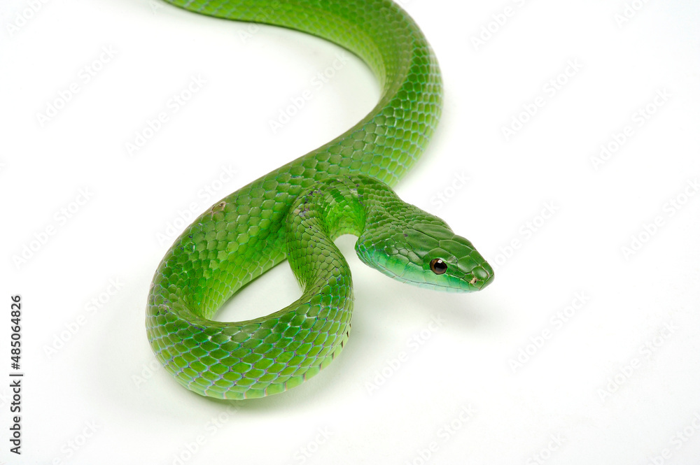 Smaragd-Strauchnatter // Common Green Racer (Chlorosoma viridissimum) Smaragd-Strauchnatter // Common Green Racer (Chlorosoma viridissimum)