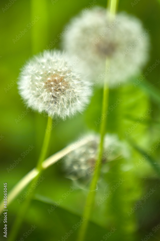 Dandelions