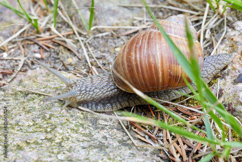 Snail