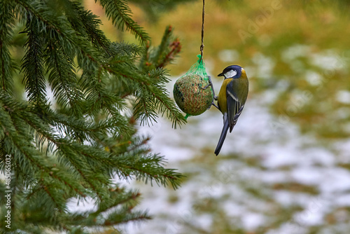 Great tit