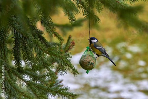 Great tit