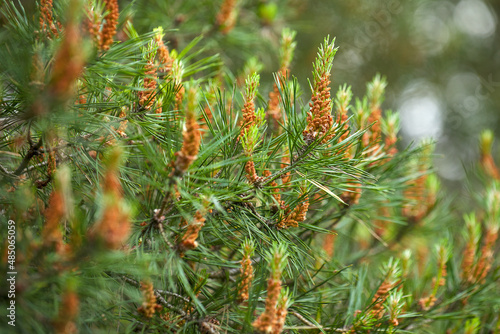 Pine