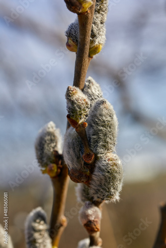 Willow blossoms