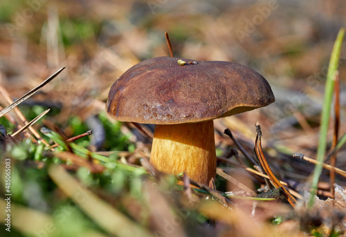 Mushroom