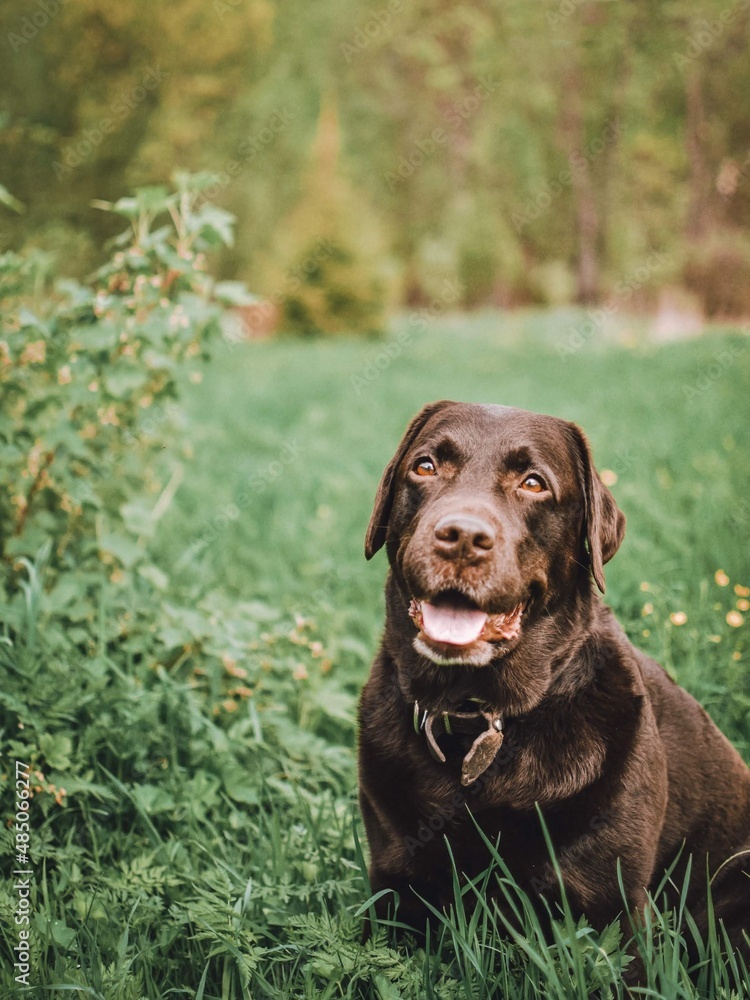 chocolate labrador retriever