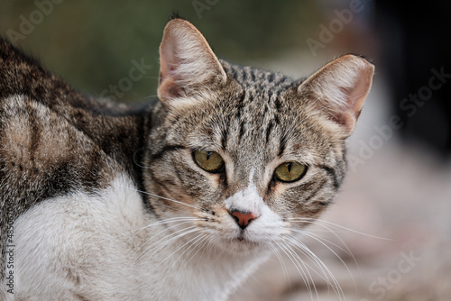 Wallpaper Mural Cute cat Torontodigital.ca