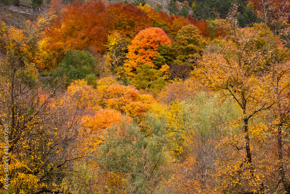 Autumn season lanscape with colorful trees and plants