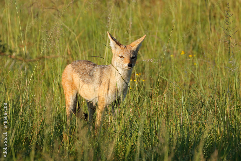 Alert black-backed jackal (Canis mesomelas) standing in grassland, South Africa. Alert black-backed jackal (Canis mesomelas) standing in grassland, South Africa.