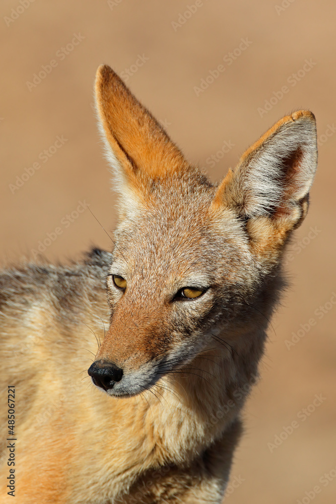 Portrait of a black-backed jackal (Canis mesomelas), Kalahari desert, South Africa. Portrait of a black-backed jackal (Canis mesomelas), Kalahari desert, South Africa.