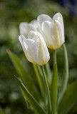 white blooming tulip close-up, a fragment of a bouquet of spring flowers on a blurred background. Postcard for congratulations on Mother's Day, Women's Day, Easter and other events . nature background