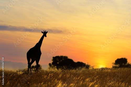 A giraffe  Giraffa camelopardalis  in scenic landscape at sunset  South Africa.