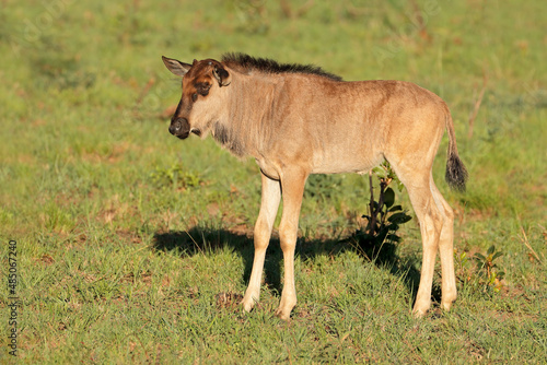 A young blue wildebeest calf (Connochaetes taurinus), South Africa.