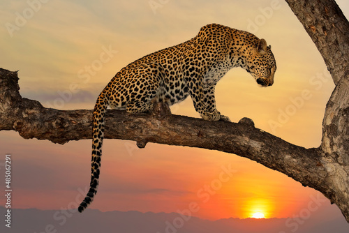 Leopard (Panthera pardus) sitting in a tree against an orange sunset, South Africa.