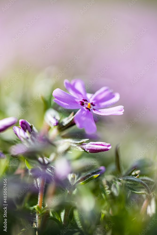 Creeping phlox (Phlox subulata), also known as the moss phlox. Purple spring flower in the garden. Close-up detail macro photo flower. floral background. Creeping phlox (Phlox subulata), also known as the moss phlox. Purple spring flower in the garden. Close-up detail macro photo flower. floral background.