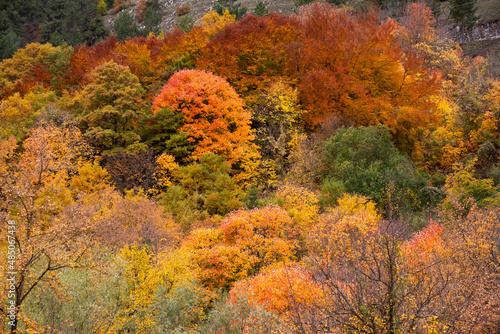 Autumn forest lanscape with colorful trees and plants