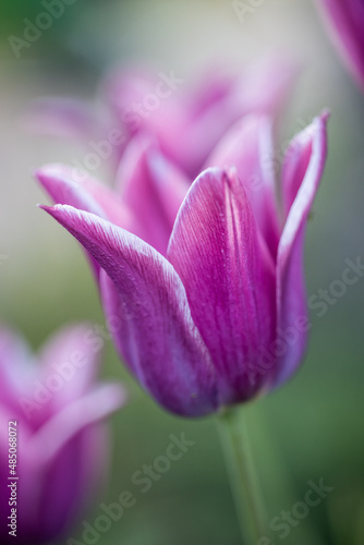 Lilac blooming tulip close-up  a fragment of a bouquet of spring flowers on a blurred background. Postcard for congratulations on Mother s Day  Women s Day  Easter and other events . nature background