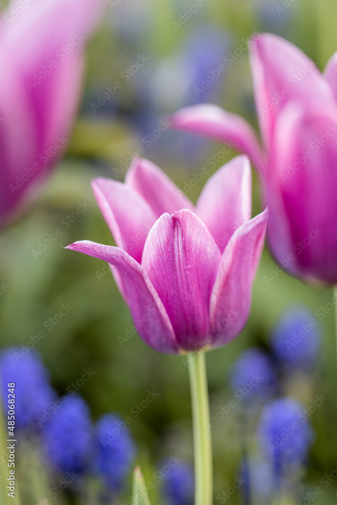 Lilac blooming tulip close-up, a fragment of a bouquet of spring flowers on a blurred background. Postcard for congratulations on Mother's Day, Women's Day, Easter and other events . nature background