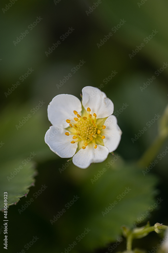 Strawberries bloom under the sun. Small open strawberry flowers with white petals and a yellow center stand on thin green stems. Strawberries grow among green leaves and grass Strawberries bloom under the sun. Small open strawberry flowers with white petals and a yellow center stand on thin green stems. Strawberries grow among green leaves and grass