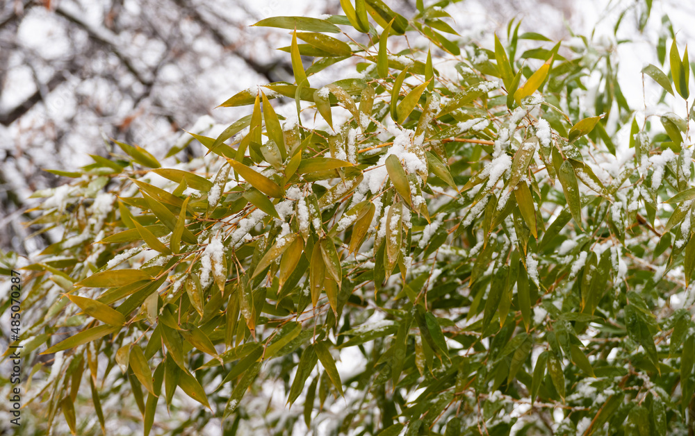 White snow, early snow on a green leaf of a bamboo tree planted in a European country. White snow, early snow on a green leaf of a bamboo tree planted in a European country.