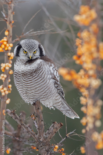 Sowa jarzębata / Northern Hawk Owl (Surnia ulula)