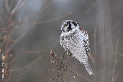 Sowa jarzębata / Northern Hawk Owl (Surnia ulula) photo