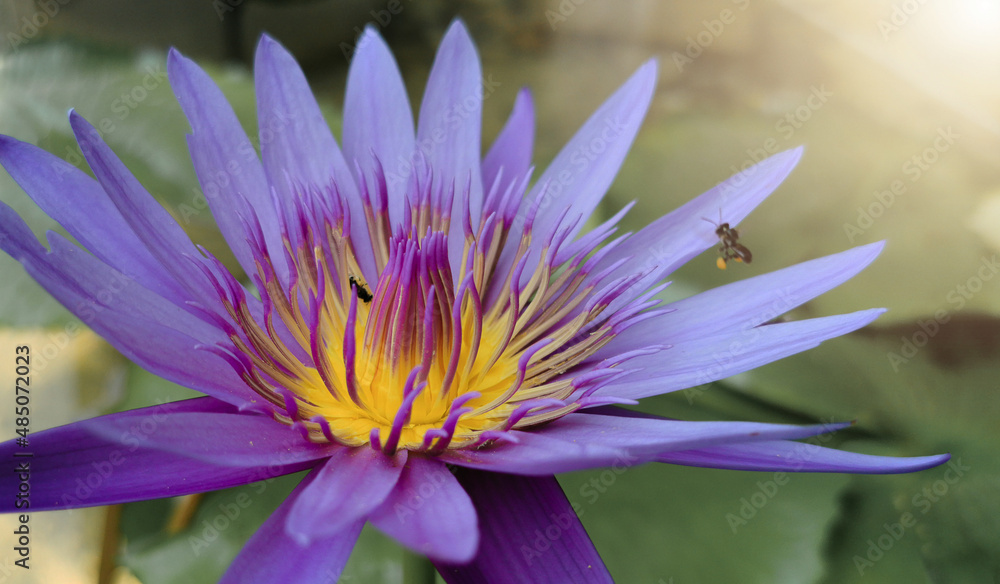 purple lotus flower with bee with blur background Bee collecting pollen on a purple lotus. purple lotus flower with bee with blur background Bee collecting pollen on a purple lotus.