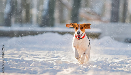 Fototapeta Naklejka Na Ścianę i Meble -  Portrait of american beagle dog running through snow to camera in park in winter