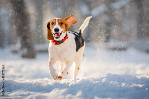 Fototapeta Naklejka Na Ścianę i Meble -  Portrait of american beagle dog running through snow to camera in park in winter