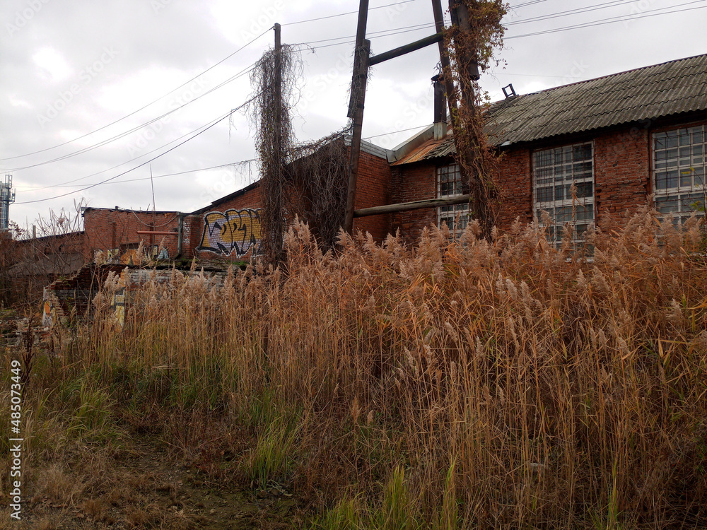 Thickets of reeds in front of brick building. Old technological building. Thickets of reeds in front of brick building. Old technological building.
