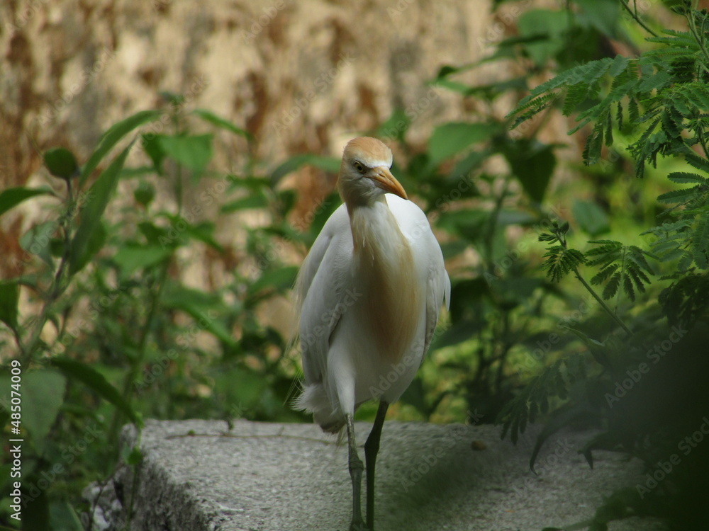 The white bird look in greeny area The white bird look in greeny area