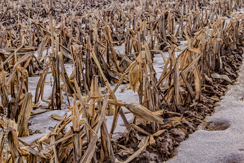 Looking down at a row of frozen corn in a farmers field during the winter months in Canada.