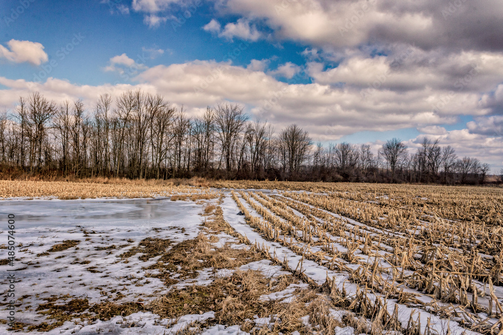 Looking out into a frozen corn field