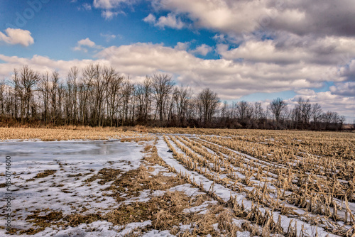 Obraz na płótnie Looking out into a frozen corn field w salonie