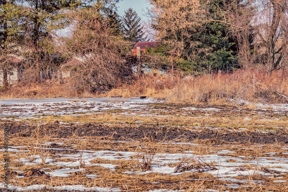 A cat crosses ice at the back of a frozen field.