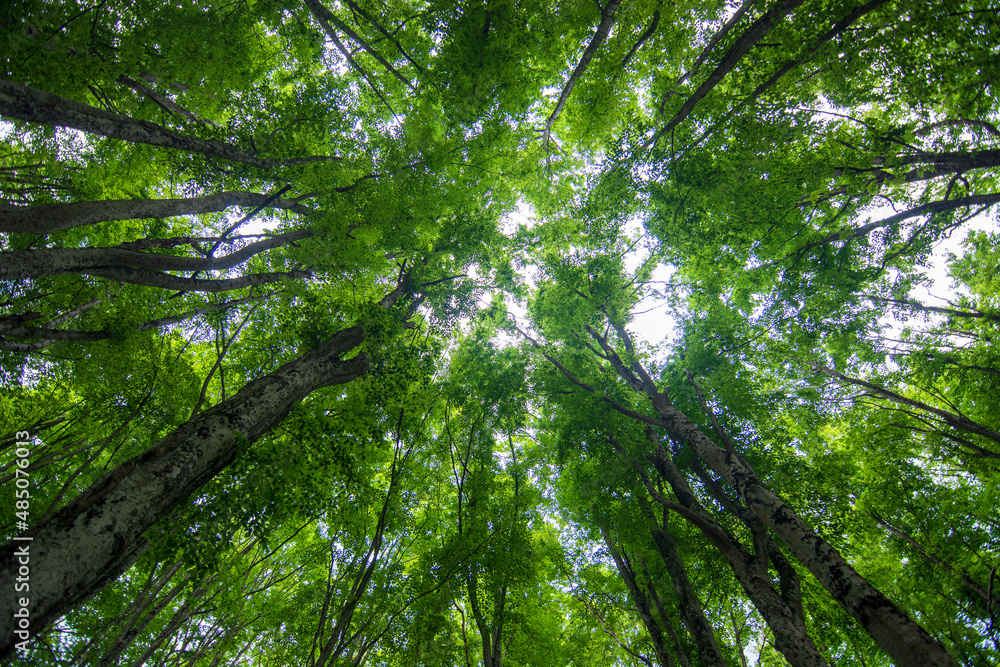 Obraz premium gorgeous spring trees climbs year round to the sky