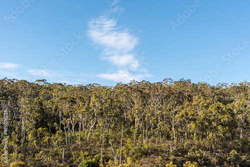 Puffy white clouds over a forest of eucalyptus trees in South Australia