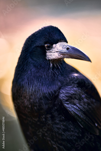 close up of a bird