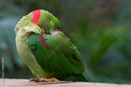 beautiful bird 