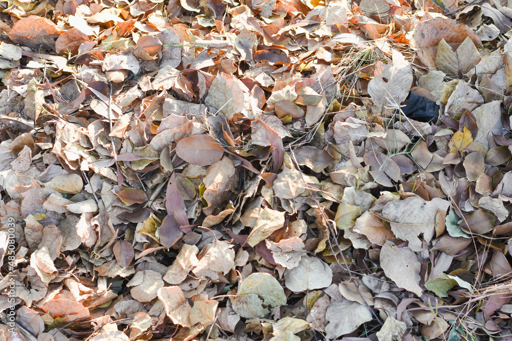 dry leaves on brown forest soil background dry leaves on brown forest soil background