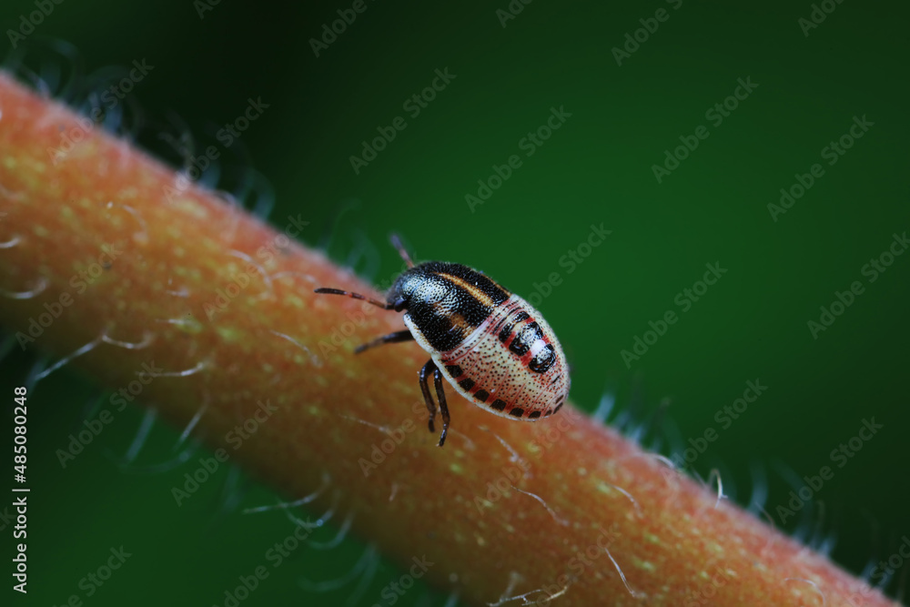 Fototapeta premium Hemiptera bugs in the wild, North China