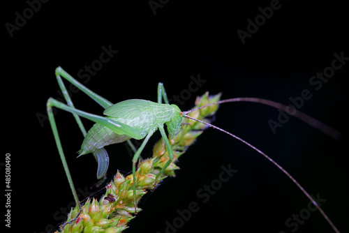 Katydid nymphs in the wild, North China