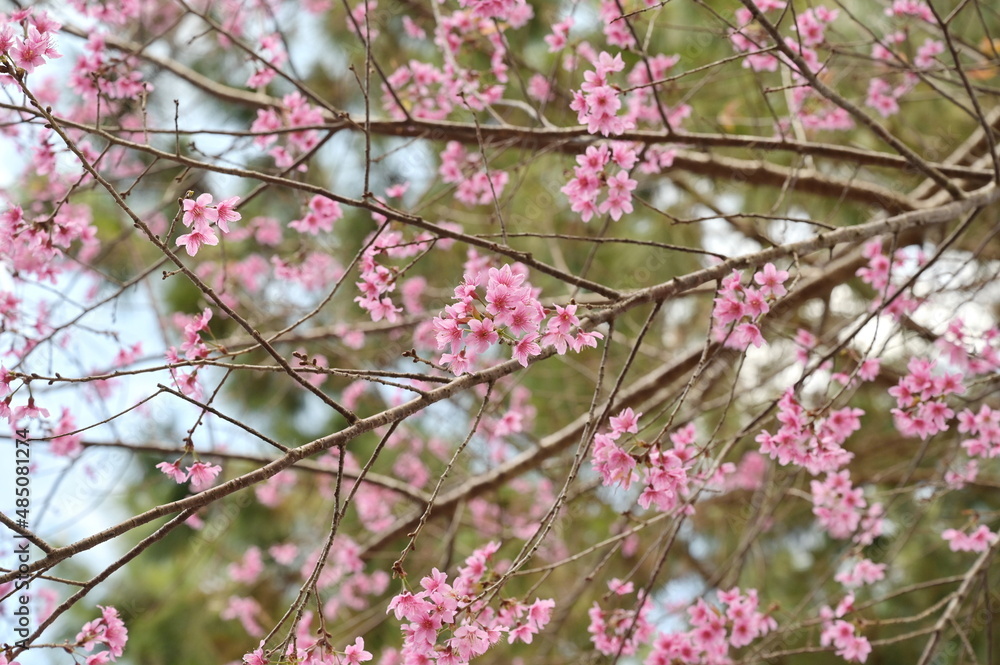 Himalayan wild cherry or Sokolov sour cherry blooming in early winter on a bright blue sky background. Flowers come in many colors, whether it is pink,  red pink, red or white. (Sakura in Thailand)
