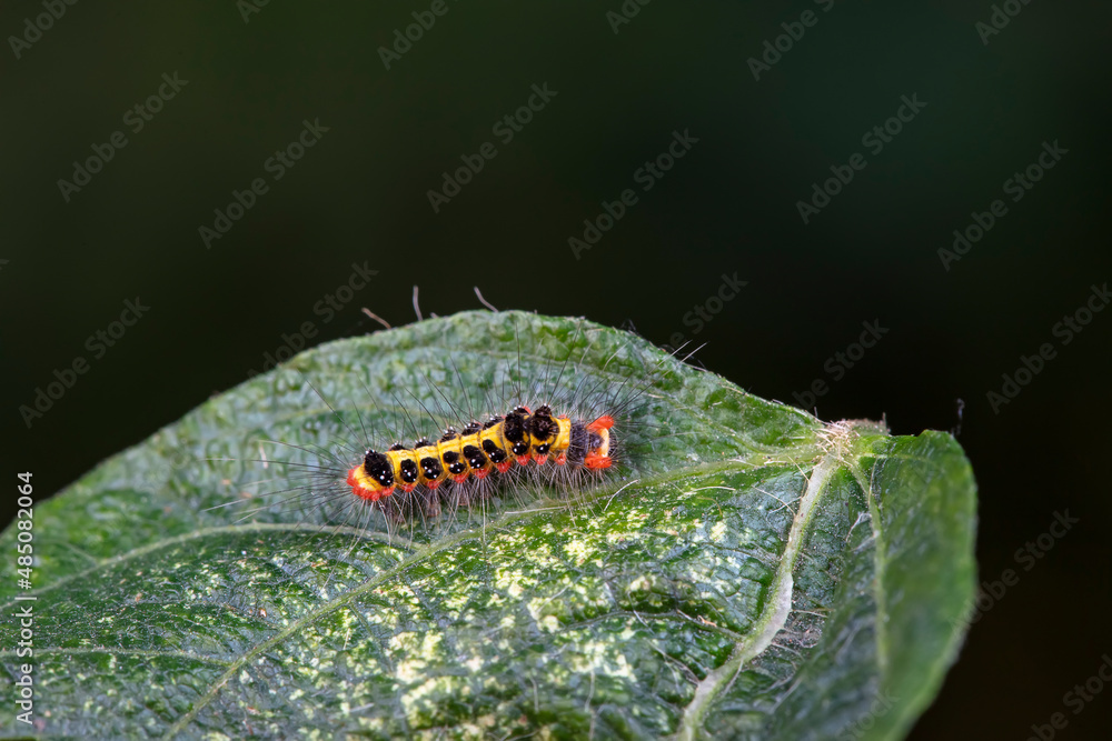 Lepidoptera larvae in the wild, North China Lepidoptera larvae in the wild, North China